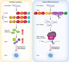 Let us know what's wrong with this preview of papa mol auf der. Slicing And Dicing Viruses Antiviral Rna Interference In Mammals Abstract Europe Pmc