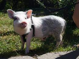 Pet Pig Permitted To Stay With Owners In Morton Grove Home | Niles, IL Patch
