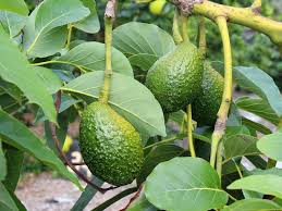 Below this is a photo of a mature half standard trained apple tree at our nursery. Avocado Trees Diaco S Garden Nursery And Garden Centre