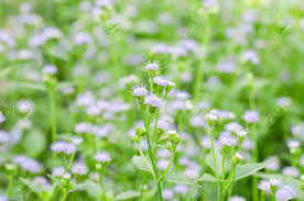We did not find results for: Depth Of Field Purple Little Iron Weed At Field Grass White Flower Grass With Nature Blur Background Stock Photo Picture And Royalty Free Image Image 53816550