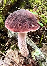 Image result for Boletus separans