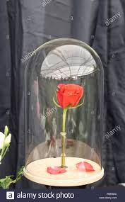 Kauf diese keinesfalls ausschließlich diesem optisch attraktivsten potenziellen ersatz, diesen diese erblicken. Die Schone Und Das Biest Ewige Rose Mit Bluten An Der Malvern Herbst Zeigen Fallen Stockfotografie Alamy