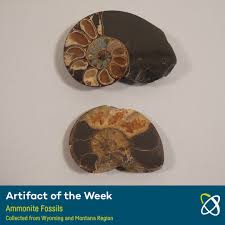 Ammonite is a 2020 romantic drama film written and directed by francis lee. Ammonite Fossils Collected From Wyoming And Montana Region Saint Louis Science Center