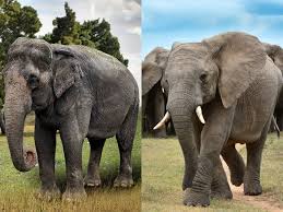 different breeds of elephants ...