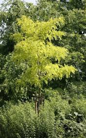 Die Schonsten Baume Fur Kleine Garten Haus Baume Baume Garten Bepflanzung