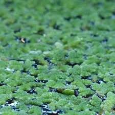 Image result for Azolla