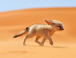 The reason they live longer in captivity is that when kept by humans there is less chance of the foxes being killed by predators or starving to death. Fennec Fox Wikifur The Furry Encyclopedia