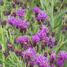 Image result for Vernonia hochstetteri
