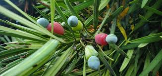 Image result for Podocarpaceae