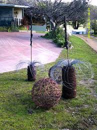 Even hump days a hard to wake up for (video). Grass Trees And Barb Wire Balls Barbed Wire Art Barbed Wire Garden Art