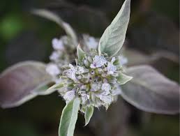 Image result for Panicum infestum