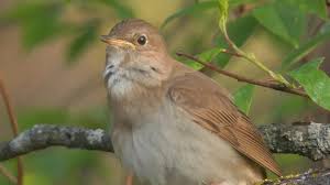 Birds Chirping In The Morning Meme Nightingale Song Chirping And Singing Bird In The Spring Morning Video In 2020 Beautiful Birds Autumn Animals Nature Photography
