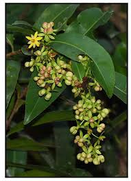 Image result for Stemodia serrata
