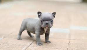 Molly white mini french bulldog for sale, teacup french bulldog is rare and flawless! The Teacup French Bulldog Facts About Mini French Bulldogs
