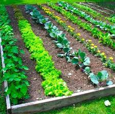 17 Clever Vegetable Garden Hacks Garten Garten Ideen Pflanzen