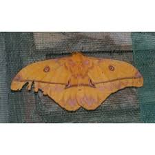 Image result for Bridelia duvigneaudii