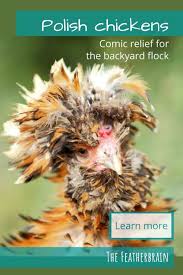 I love frizzle polish bantams! Polish Chickens Comic Relief For The Backyard Flock The Featherbrain