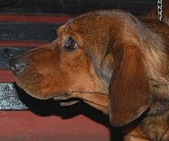 Image result for alpský brakýř jezevčíkovitý