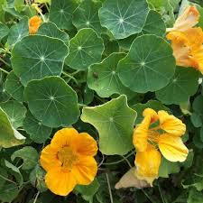 Nasturtium Flowers From Seed Colors And Varieties Family Food Garden Nasturtium Flower Food Garden Nasturtium