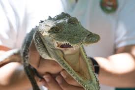 De beste reistijd voor mexico is van januari t/m december, waarin je een aangename of warme temperatuur hebt en amper tot middelmatige neerslag. Crococun Zoo Mexico