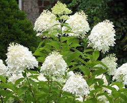 Some varieties naturally produce green flowers. Pee Gee Hydrangea 1 25m Very Large Cone Shaped White Flower Heads Bloom From Augus Hydrangea Paniculata Grandiflora Purple Flowering Tree Hydrangea Paniculata