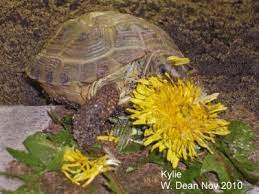 The ray florets the leaves can be added to a salad or cooked, and can be dried and stored for the winter (they can also. Browse And Search The Tortoise Table Plant Database