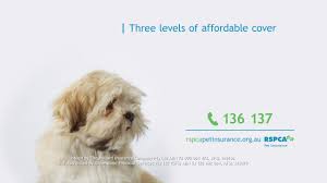 Puppies and kittens under the age of 8 weeks are not able to be insured on any rspca pet insurance policy. Rspca Just Like Us 60 Sec Tvc Youtube