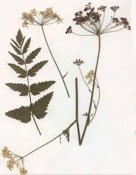 Image result for Pimpinella ledermannii