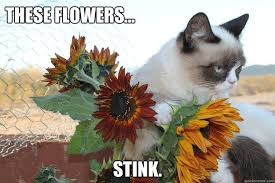 By compiling a list of quotes about flowers, we wish to emphasize the inspirational quotes about flowers. These Flowers Stink Grumpy Cat Quotes Cats Grumpy
