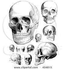Find the perfect vintage anatomy stock illustrations from getty images. Royalty Free Rf Clipart Illustration Of A Digital Collage Of Vintage Black And White Anatomical Sketches Of Human Skulls By Bestvector 434015