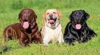 10 Best Kid-Friendly Dog Breeds For Families - Dogtime