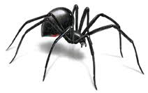 The black widow bite spider is undoubtedly the most toxic species of the creature. What Do Black Widow Spiders Eat Spider Facts Orkin