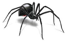 The first black widow was created by spencer smythe with funding provided by norman osborn. How To Identify Black Widow Spiders Spider Facts Orkin