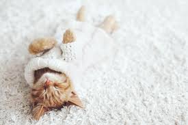 Achtung, hier kommt cat content. 10 Tipps Wie Du Den Weltkatzentag Richtig Feierst Tractive Blog