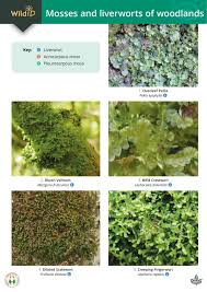 Image result for Reference Biography Moss