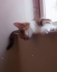 Pin On Cattoys