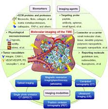 Molecular Imaging Of The Tumor Microenvironment Sciencedirect