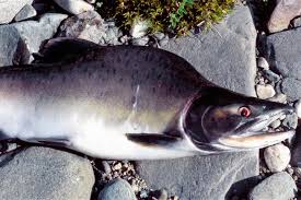 Kraftig liten fisk som ble saltet til spekepålegg og resten stekt til middag. Njff Nordland Viktig A Drepe All Pukkellaksen Aspx
