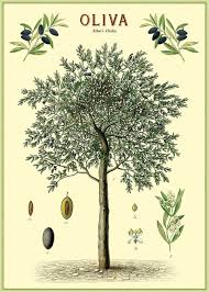 Cavallini Co Olive Tree Decorative Wrap Floral Poster Olive Tree Tree Illustration