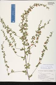 Image result for Rhynchosia