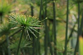 Image result for Cyperus haspan