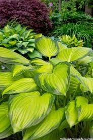 How To Grow Hosta In Florida