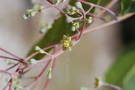 Image result for Synandrodaphne