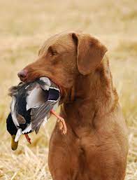 The breed was developed in the united states chesapeake bay area during the 19th century. Mohawk Haircut Chesapeake Bay Retriever Smile Novocom Top