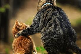 I currently have a 9 month old male kitten, we were given a 2 year old female cat in a pet carrier upon her arrival she started growling and hissing my male kitten started to become more vocal than he usually is, he wasn't growling or hissing. Healthy Kitten Guide 8 12 Weeks Blue Buffalo