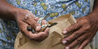 Contoh rantai makanan di gurun. Ehuef35kt9k0 M