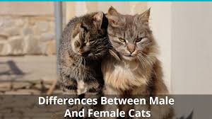 The remarkable truth about cat genders: The Differences Between Male And Female Cats How To Tell Cat Genders
