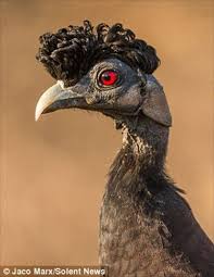 Guinea Fowl Birds That Look Like Turkeys Crested Guineafowl Guttera Pucherani Edouardi Is Photographed With A Curly Elvis Presley Like Pompadour It Is A Mem Funny Birds Beautiful Birds Wild Birds