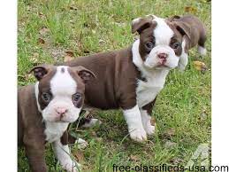 The boston terrier puppies are full of personality and are often called the american gentleman. the breed's origins are well documented and started in boston, massachusetts. Two Female Boston Terrier Puppies Animals Antonito Colorado Announcement 44572