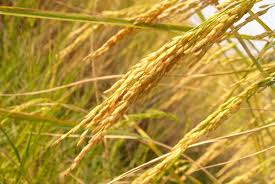 Farine De Riz Bienfaits Et Utilisations